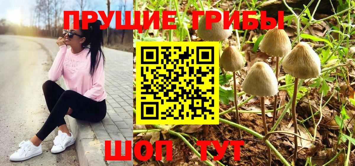 Псилоцибиновые грибы Cubensis Георгиевск